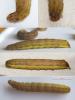 Ochropleura leucogaster